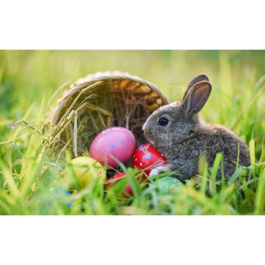 OSTERNEST - PZN 08001030